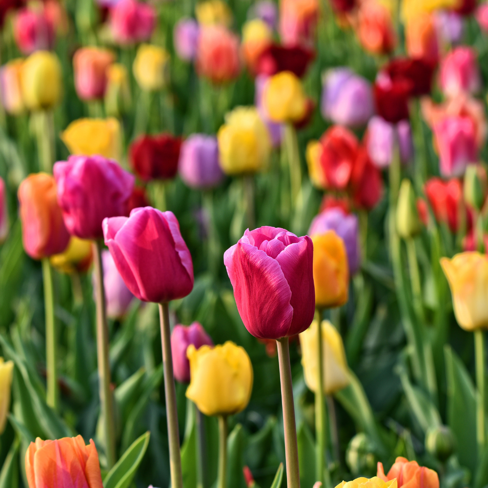 Shop quality Tulip Mondial from J. Parker's